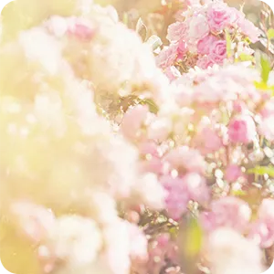 Blooming Bouquet (Diorイメージ)